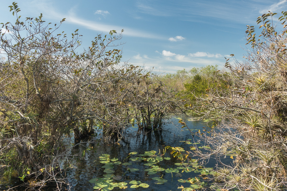 Mangrove, Everglades, Floride