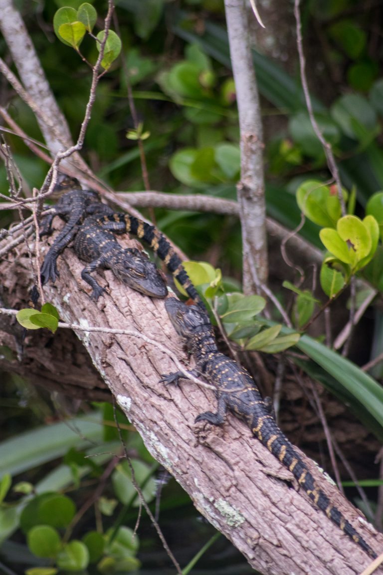 Bébés alligator, Everglades, Floride