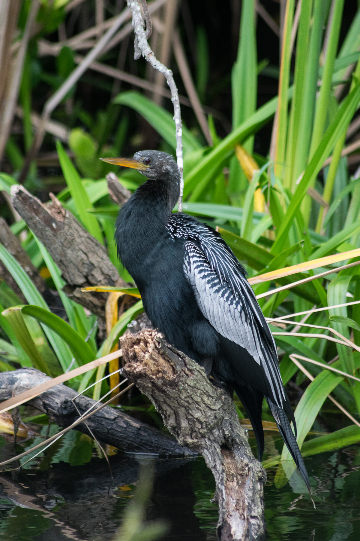 Oiseau, Everglades, Floride