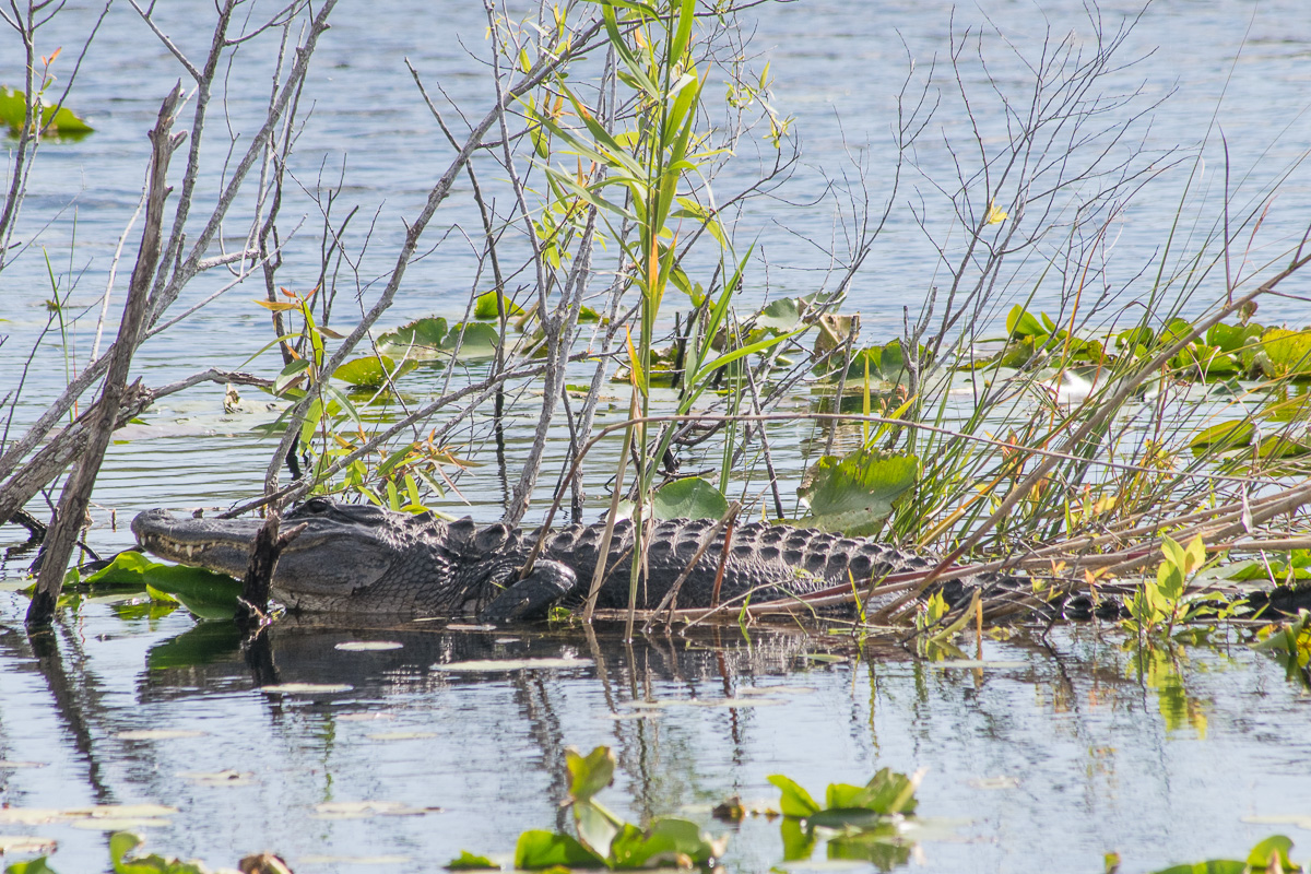 Alligator, Everglades, Floride