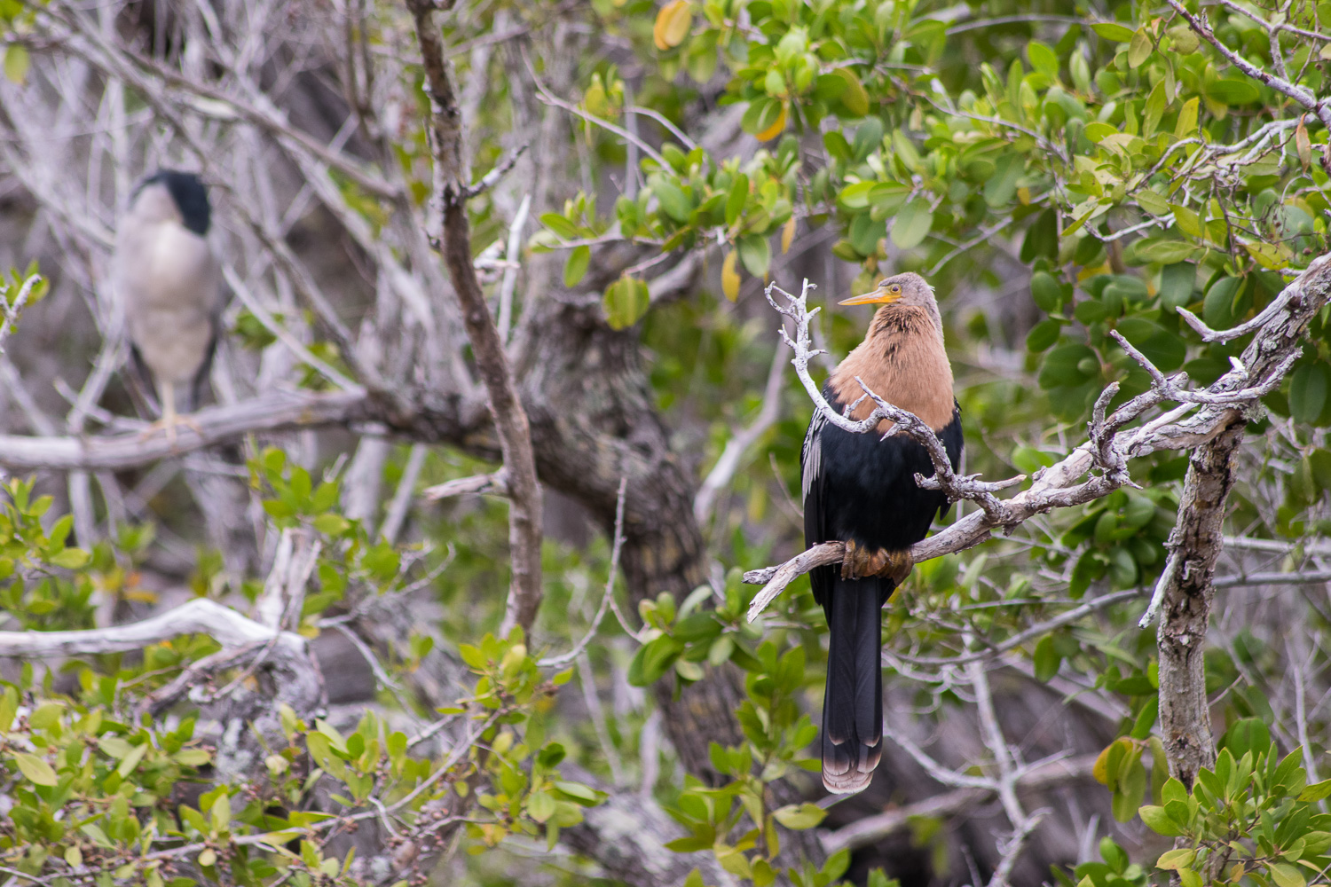 Oiseau, J.N Ding Darling National Wildlife Refuge, Sanibel, Floride