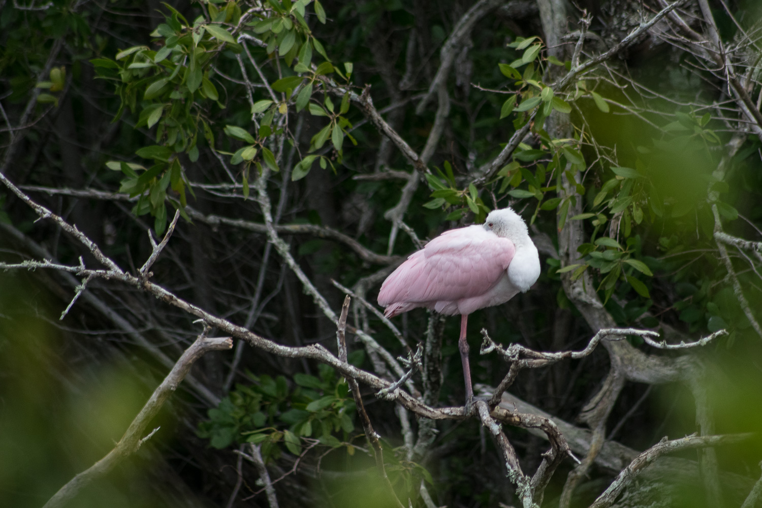 Spatule rosée, J.N Ding Darling National Wildlife Refuge, Sanibel, Floride