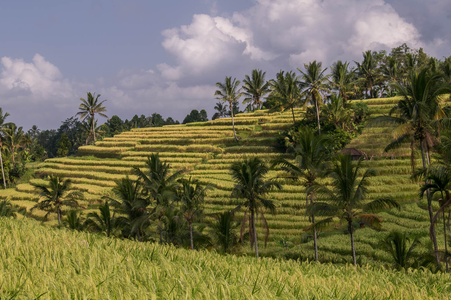Rizières de Jatiluwih, patrimoine culturel de l'Unesco, Bali